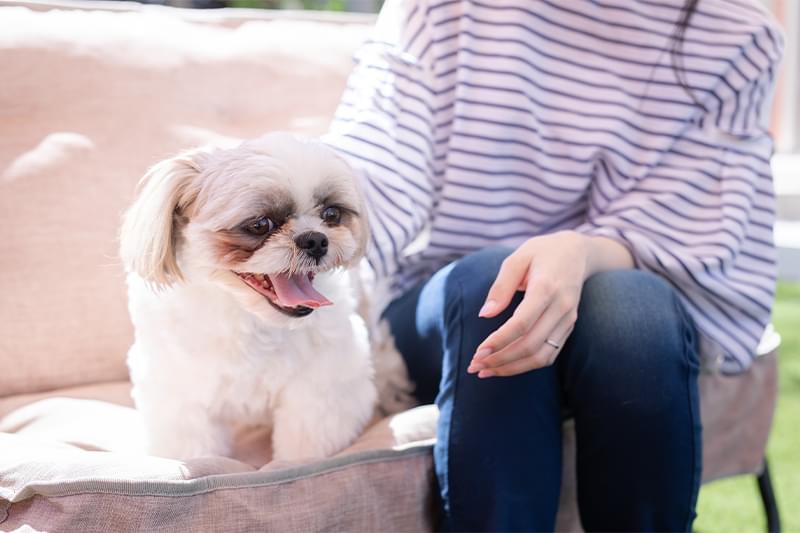 高齢犬のトリミングもお気軽にご相談ください